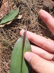Cryptostylis