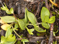 Stellaria calycantha