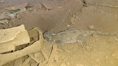 Agama armata