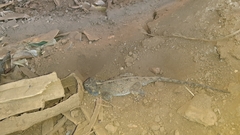 Agama armata