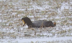 Fulica gigantea