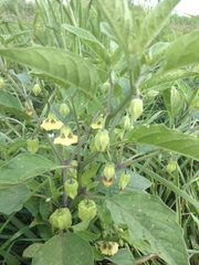 Physalis longifolia subglabrata