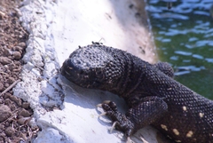 Heloderma charlesbogerti