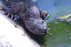 Heloderma charlesbogerti