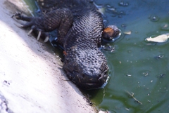 Heloderma charlesbogerti