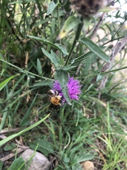 Bombus pascuorum