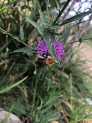 Bombus pascuorum