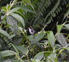 Atlapetes leucopterus