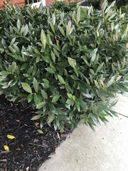 Magnoliopsida