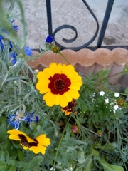 Coreopsis tinctoria