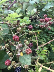 Rubus fruticosus