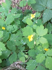 Chelidonium majus