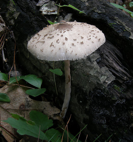 Macrolepiota prominens image