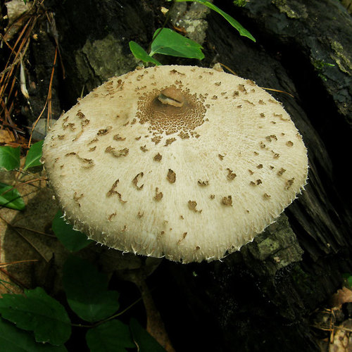 Macrolepiota prominens image
