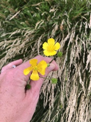 Ranunculus acris