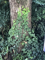 Hedera helix