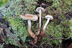 Hypholoma radicosum