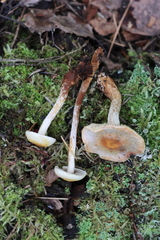 Hypholoma radicosum