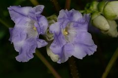 Strobilanthes callosa