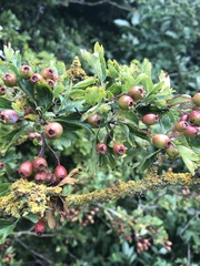 Crataegus monogyna