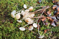 Marasmius wynneae