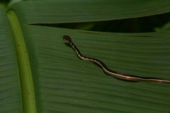 Dendrelaphis