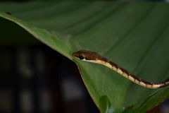 Dendrelaphis