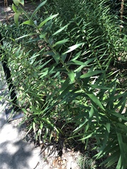 Angiospermae