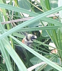 Bombus ternarius