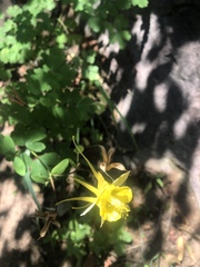 Aquilegia chrysantha