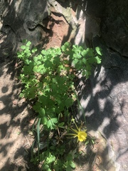 Aquilegia chrysantha