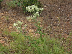 Eupatorium sullivaniae