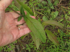 Eupatorium sullivaniae