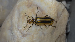 Pyrota vittigera