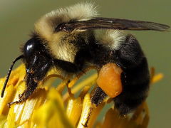 Bombus impatiens