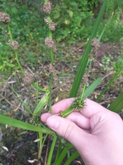 Sparganium erectum