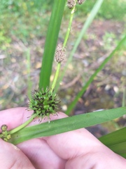 Sparganium erectum
