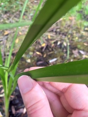 Sparganium erectum
