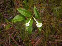 Odontadenia perrottetii