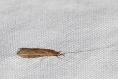 Oecetis lacustris