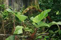 Philodendron melinonii