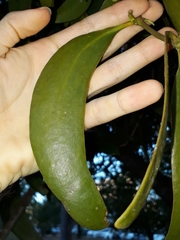 Phoradendron perrottetii