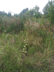 Verbascum thapsus