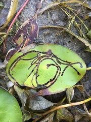 Polypedilum braseniae