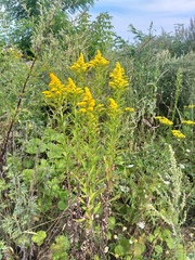 Solidago gigantea