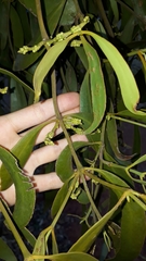 Phoradendron perrottetii