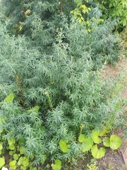 Hippophae rhamnoides