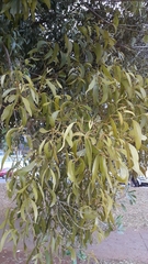 Phoradendron perrottetii