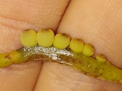 Phoradendron perrottetii