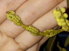 Phoradendron perrottetii